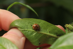 Harmonia testudinaria