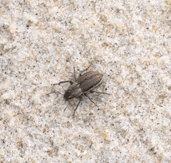 Naupactus peregrinus