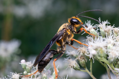 Sphex flavovestitus saussurei