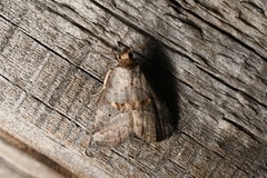 Hyperstrotia flaviguttata