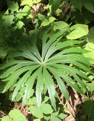 Syneilesis aconitifolia