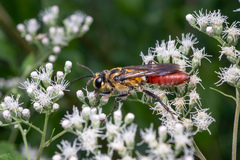 Sphex habenus