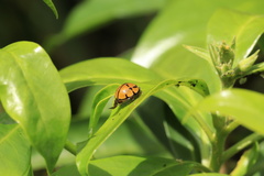 Harmonia testudinaria