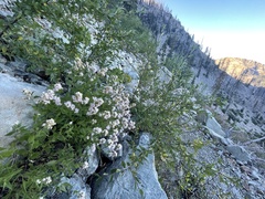 Ageratina occidentalis