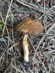 Pseudosperma sororium