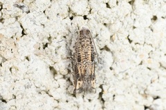 Epiblema abruptana