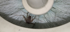 Phrynus operculatus