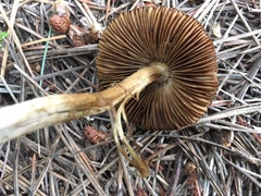 Pseudosperma sororium