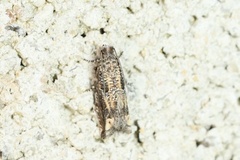 Epiblema abruptana