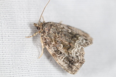 Protodeltote muscosula