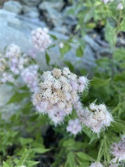 Ageratina occidentalis