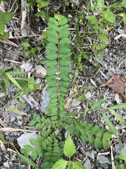 Lagerstroemia subcostata