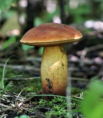 Boletus subvelutipes