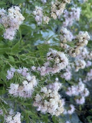Ageratina occidentalis