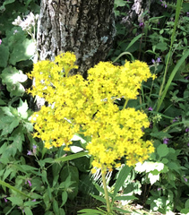 Patrinia scabiosifolia