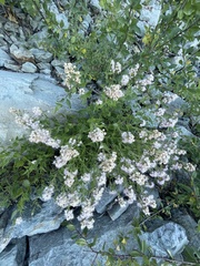Ageratina occidentalis