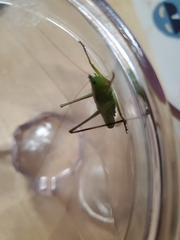 Conocephalus fasciatus