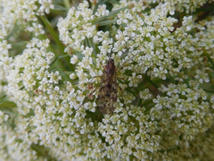 Sylvicola