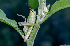 Schistocerca americana