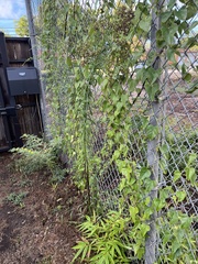 Funastrum cynanchoides