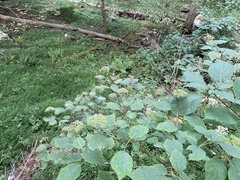 Hydrangea arborescens