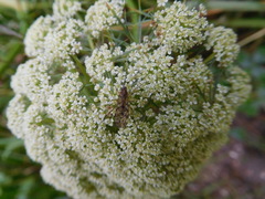 Sylvicola