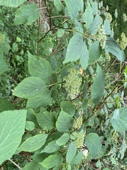 Hydrangea arborescens