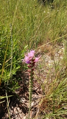 Liatris spicata