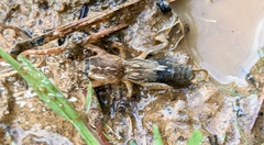 Neocurtilla hexadactyla