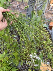 Funastrum cynanchoides