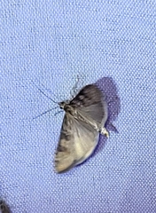Nomophila nearctica