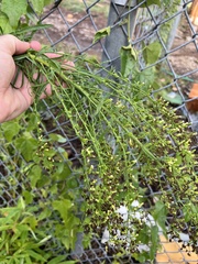 Funastrum cynanchoides