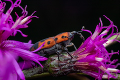 Rhodobaenus quinquepunctatus