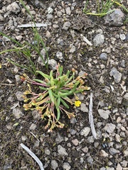 Phemeranthus parvulus