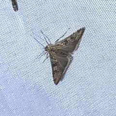 Nomophila nearctica