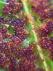 Synchytrium australe