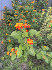 Lantana urticoides