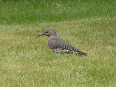 Colaptes auratus luteus × cafer