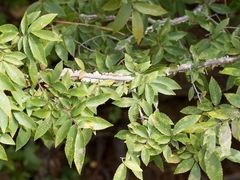 Ulmus alata