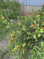 Lantana urticoides