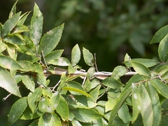 Ulmus alata