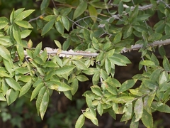 Ulmus alata