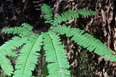 Adiantum aleuticum