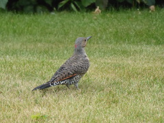Colaptes auratus luteus × cafer