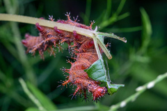 Polygonia interrogationis