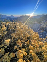 Eriogonum umbellatum