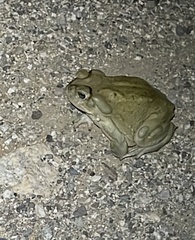 Incilius alvarius