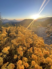 Eriogonum umbellatum