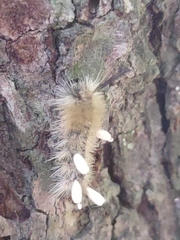 Microgastrinae
