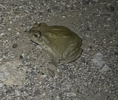 Incilius alvarius